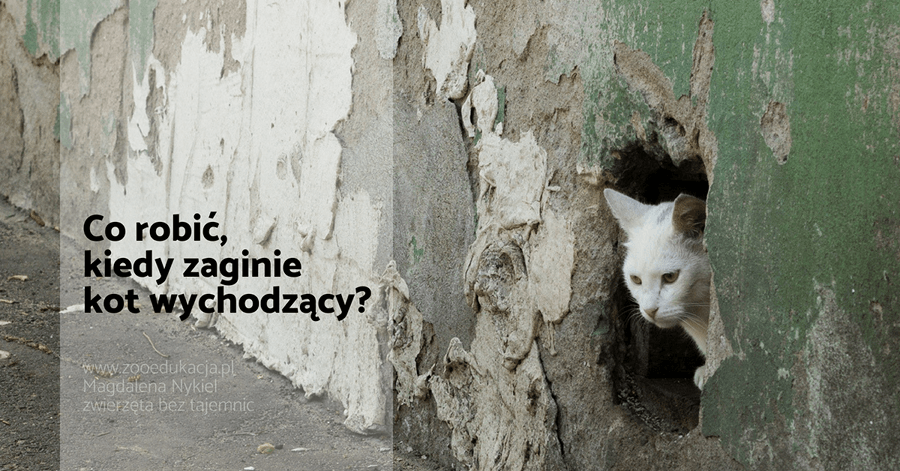 Co jeśli kot nie wraca do domu?