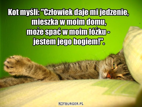 Co kot myśli o człowieku?