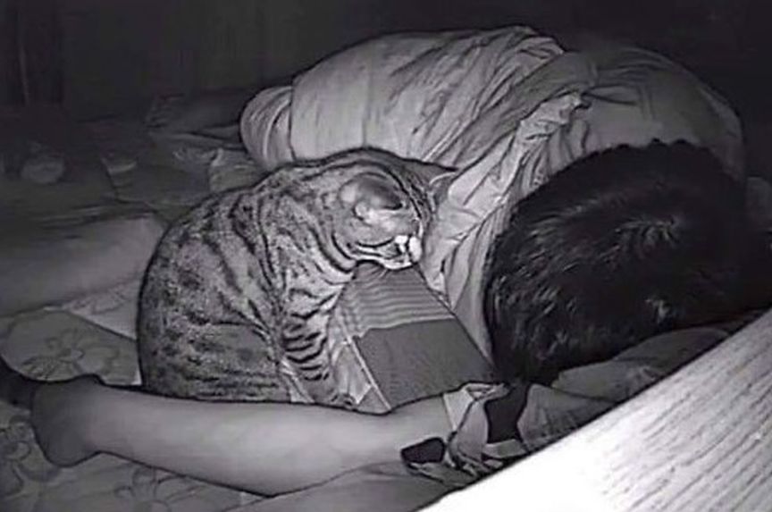 Co mój kot robi w nocy?