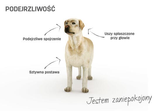 Co oznacza gdy pies się przytula?