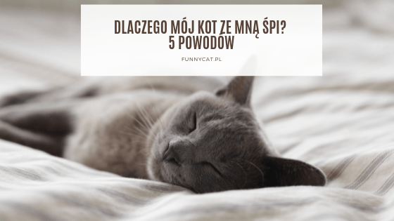 Co znaczy jeśli kot ze mną śpi?