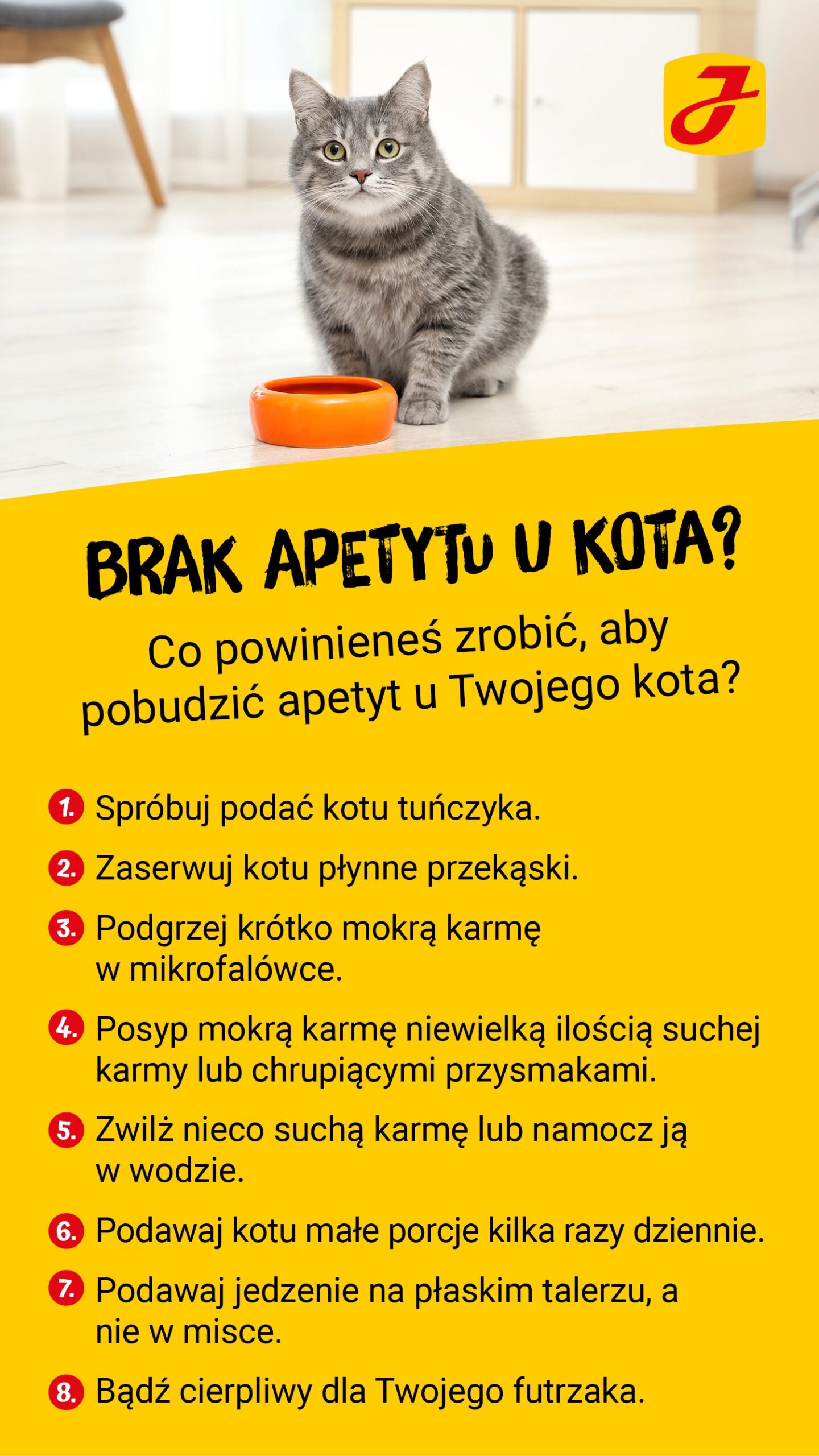 Co zrobić gdy kot przestaje jeść?