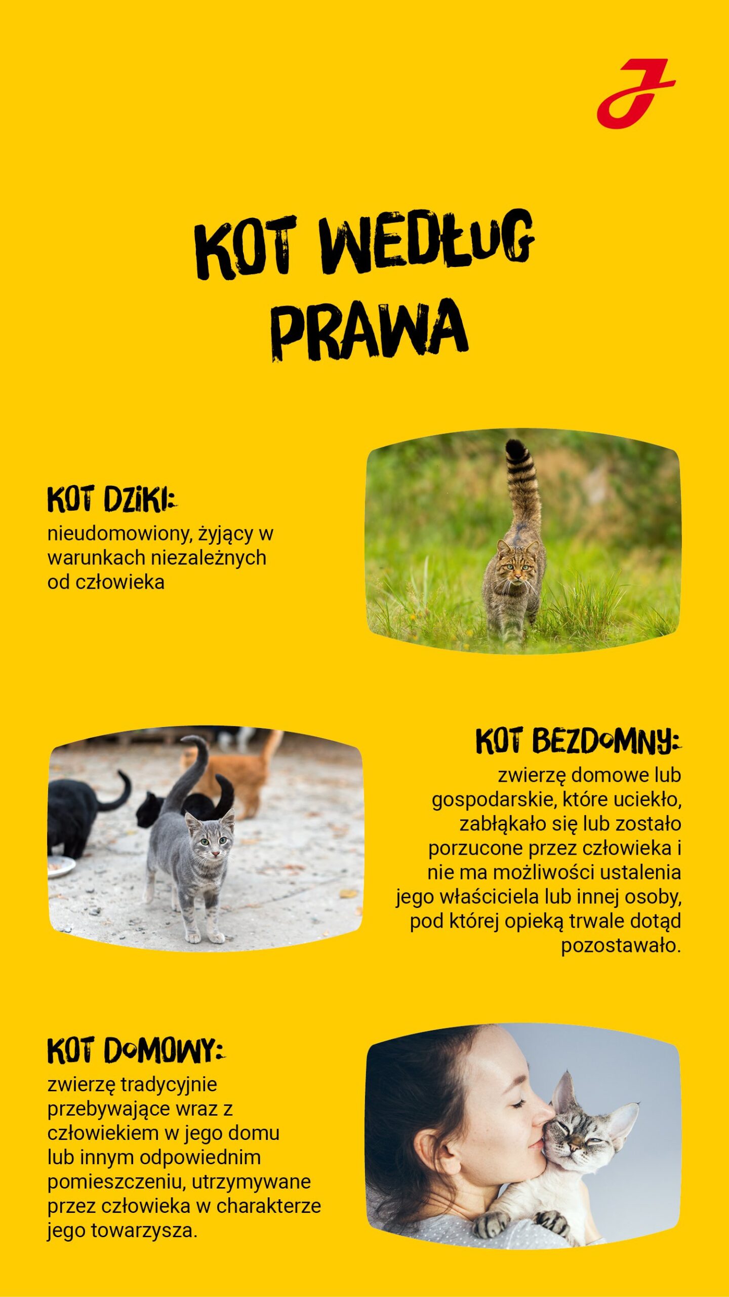 Co zrobić z kotem bezdomnym?