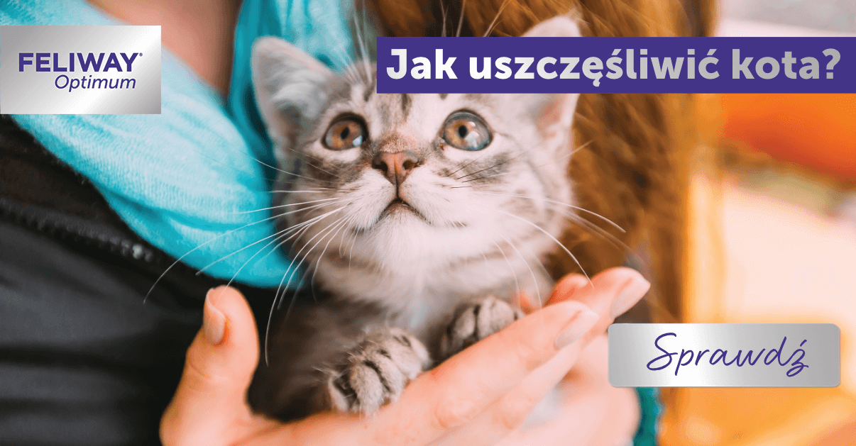 Co zrobić żeby uszczęśliwić kota?
