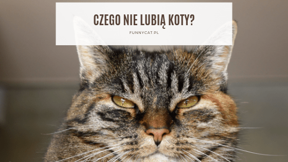 Czego najbardziej nie lubia koty?