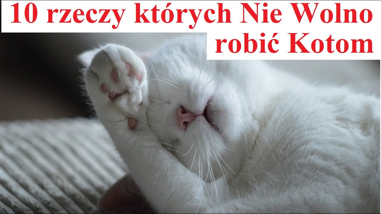 Czego nie wolno robić kotu?