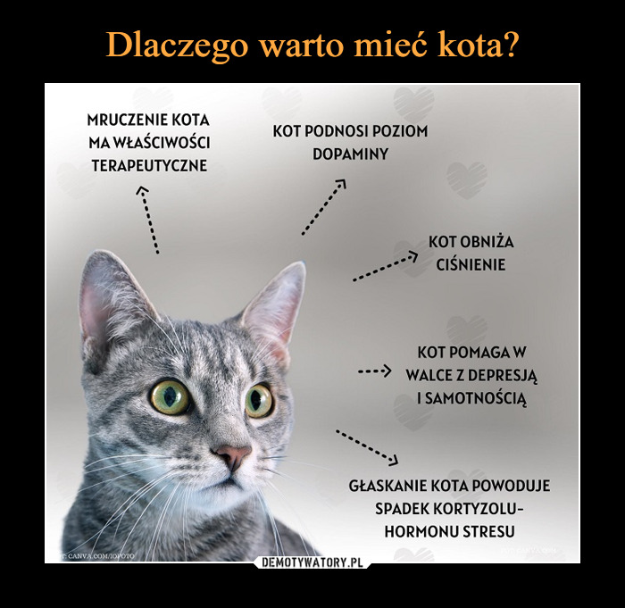Czemu powinno się mieć kota?