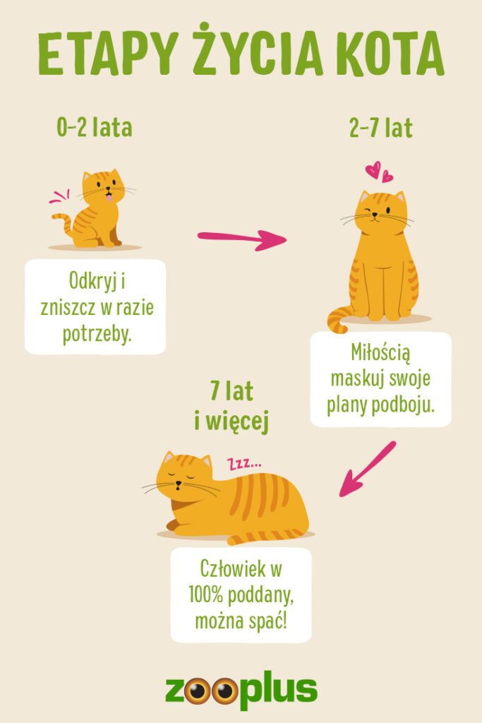 Czy 7 letni kot jest stary?