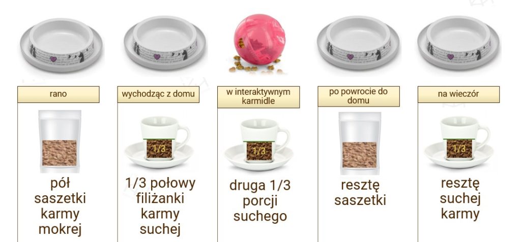 Czy kot brytyjski powinien jeść suchą karmę?