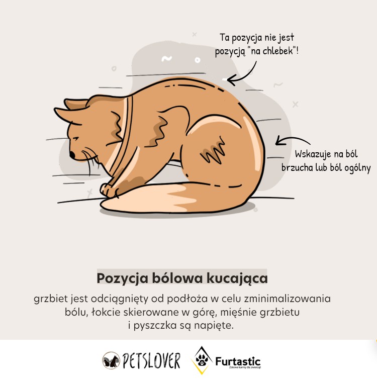 Czy kot leczy ból?