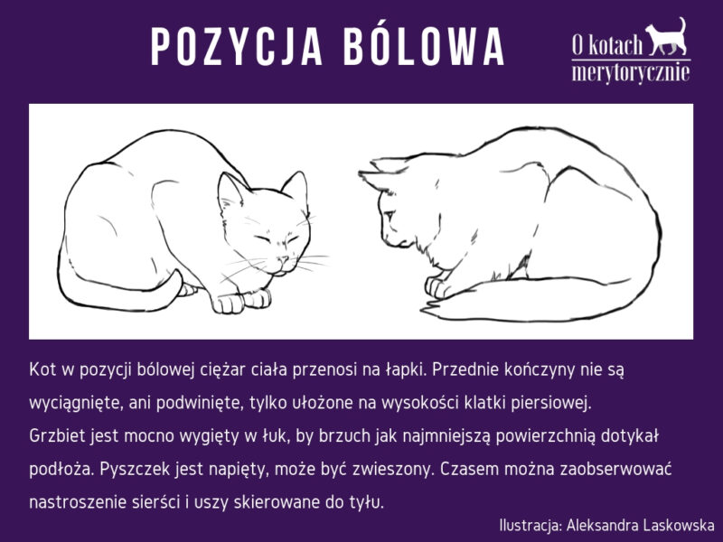 Czy kot miauczy jak go boli?