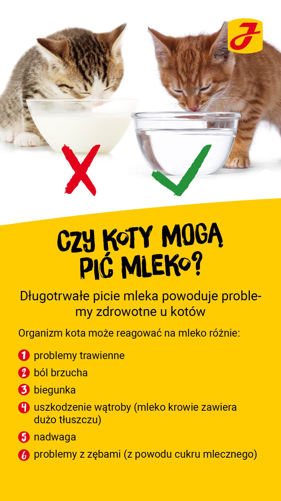 Czy kot może pić mleko?