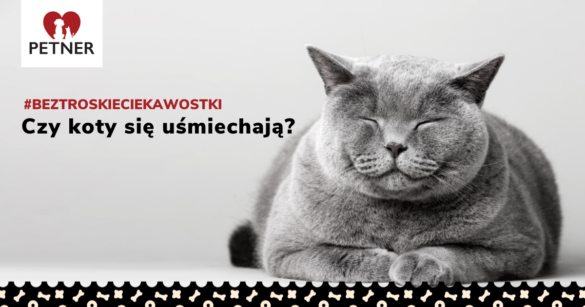Czy kot może się uśmiechać?