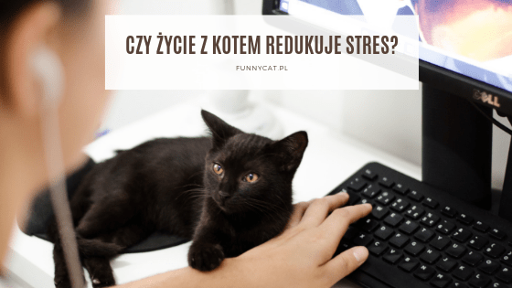 Czy kot pomaga na stres?