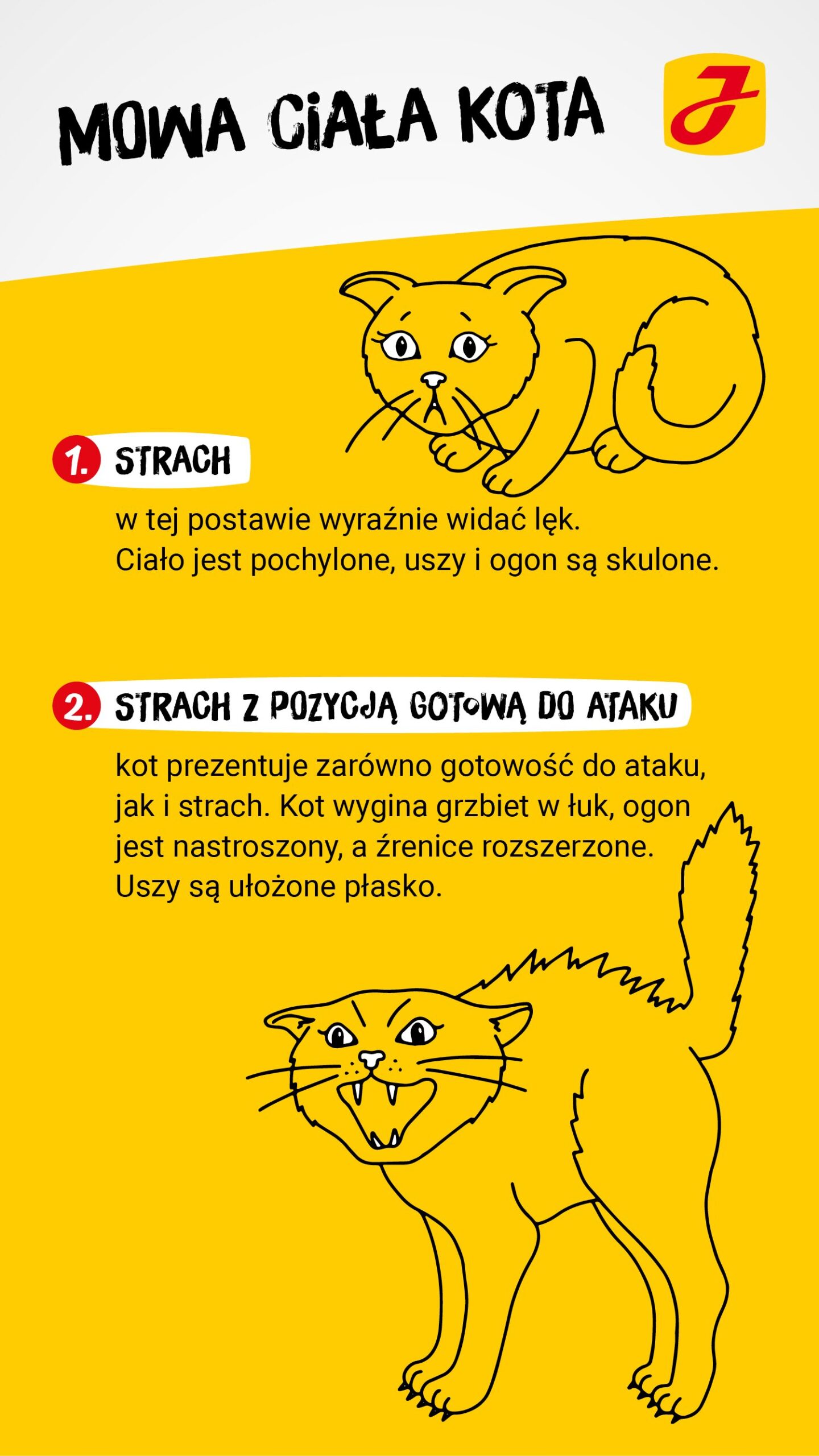 Czy kot się podnieca?