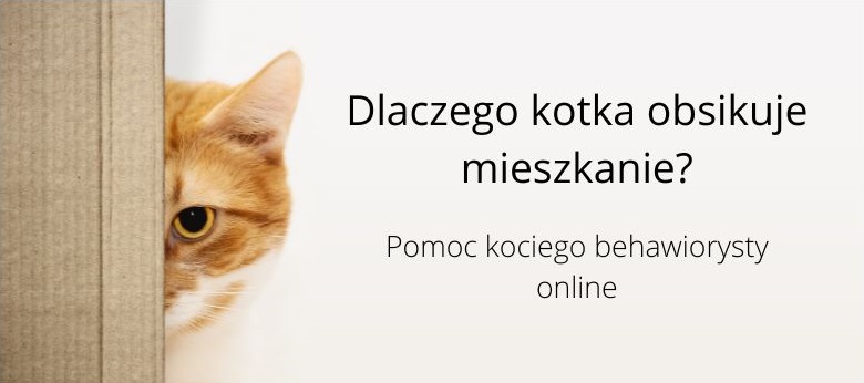 Czy kotka obsikuje?