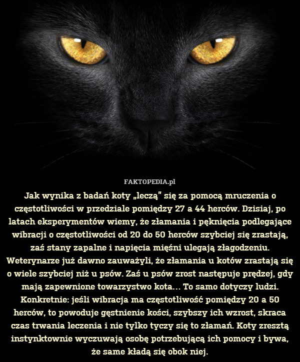 Czy koty leczą?
