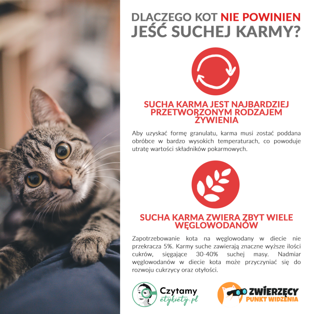 Czy koty mogą jeść tylko suchą karmę?