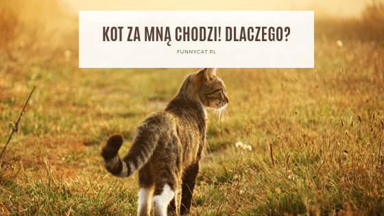Dlaczego kot cały czas za mną chodzi?