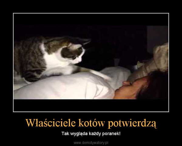 Dlaczego kot wstaję o 4 rano?