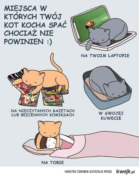 Gdzie lubia spać koty?