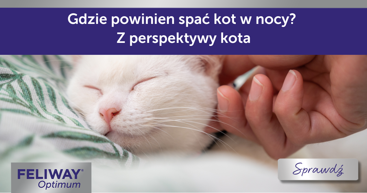 Gdzie mój kot powinien spać w nocy?