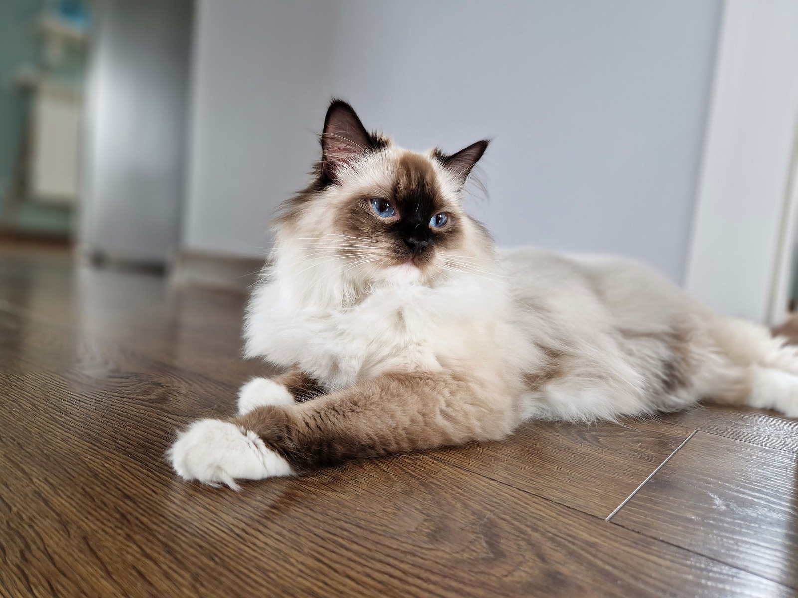 Ile kosztuje kot rasy ragdoll?