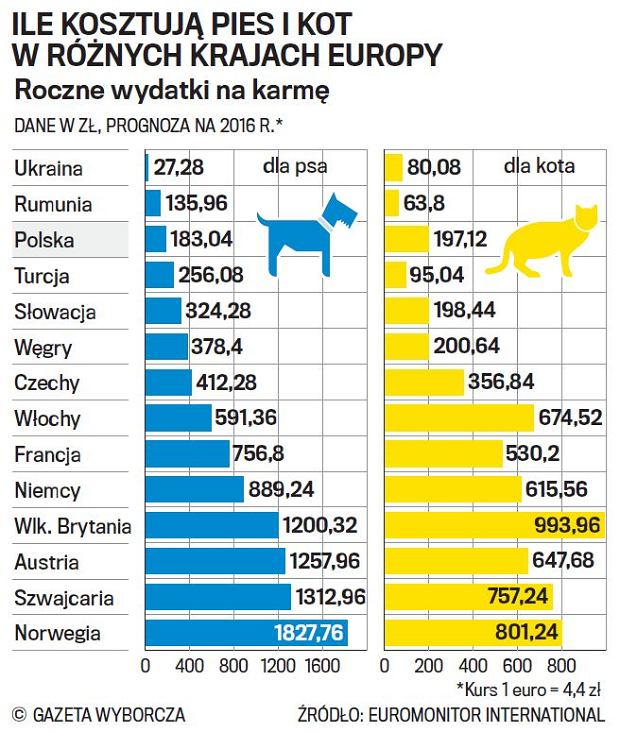 Ile kosztuje utrzymanie dwóch kotów?