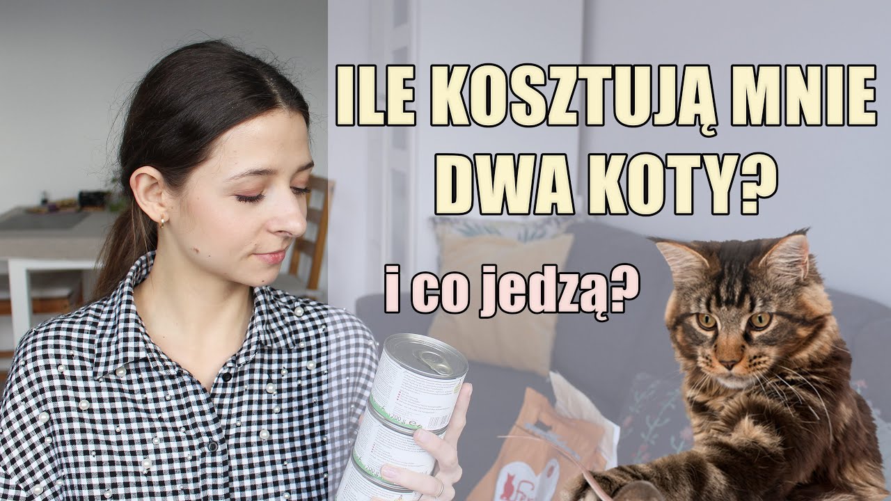 Ile ludzie wydają miesięcznie na karmę dla kotów?