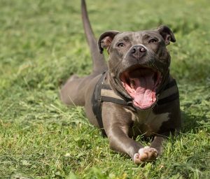 Ile Pitbull ma uścisku w szczęce?