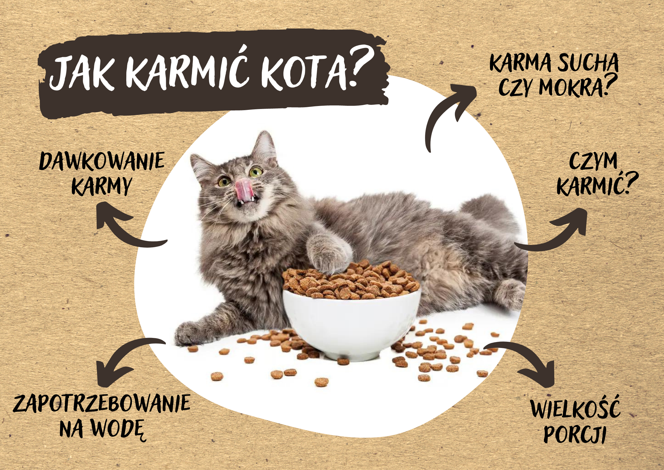 Jak często powinno się karmić kota?