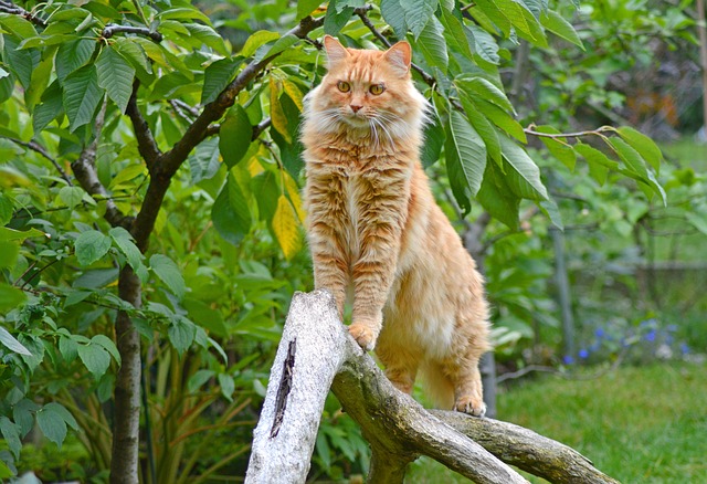 Jak dbać o sierść kota Maine Coon?