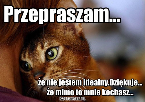 Jak jest po kociemu przepraszam?