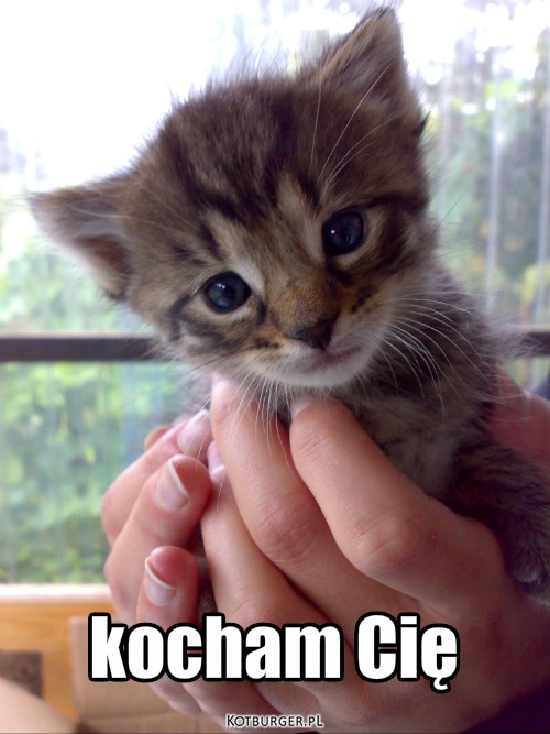 Jak kot mówi kocham cię?