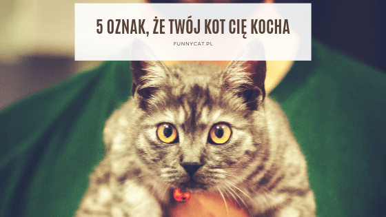 Jak kot pokazuje że cię kocham?