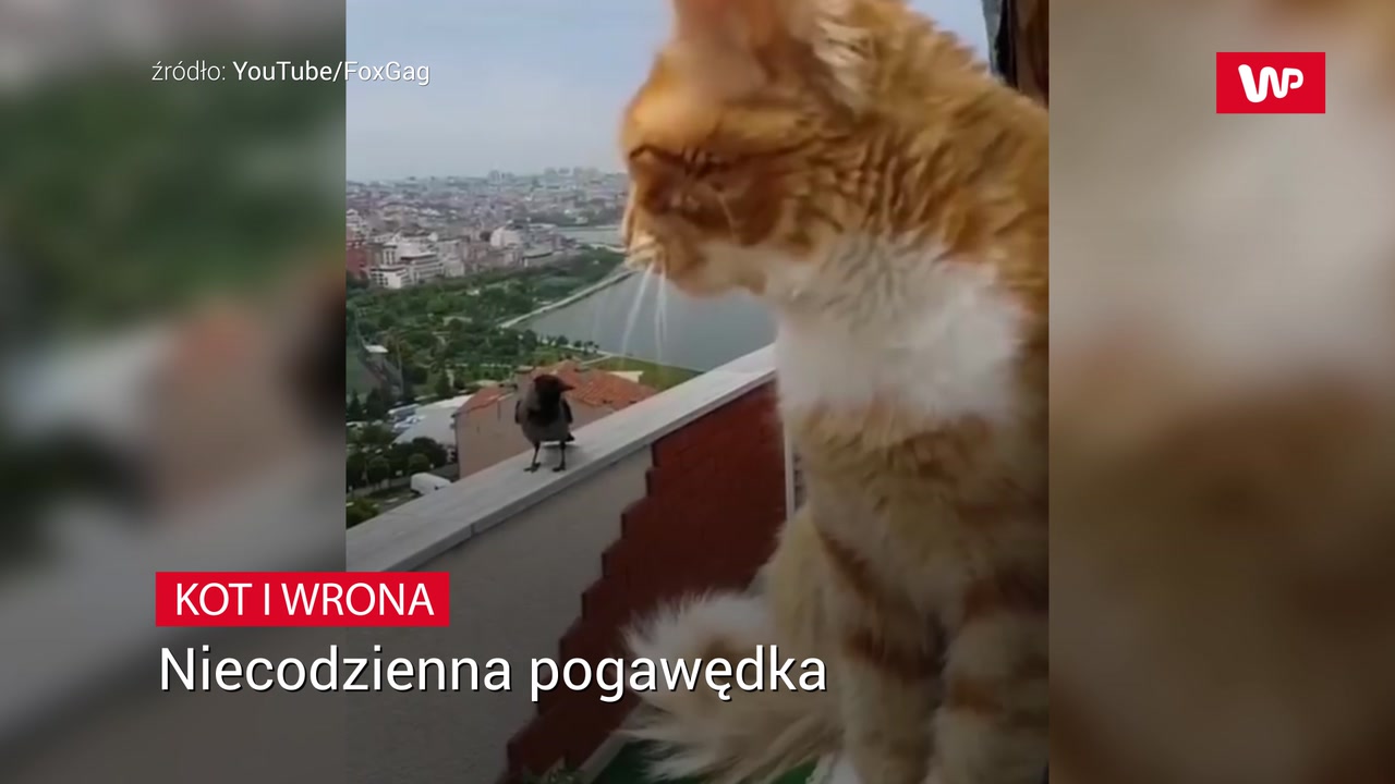 Jak kot reaguje na zmianę wlasciciela?