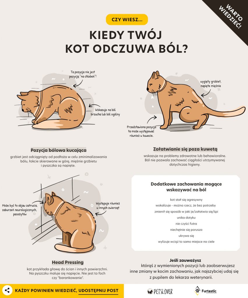 Jak kot śpi gdy coś go boli?
