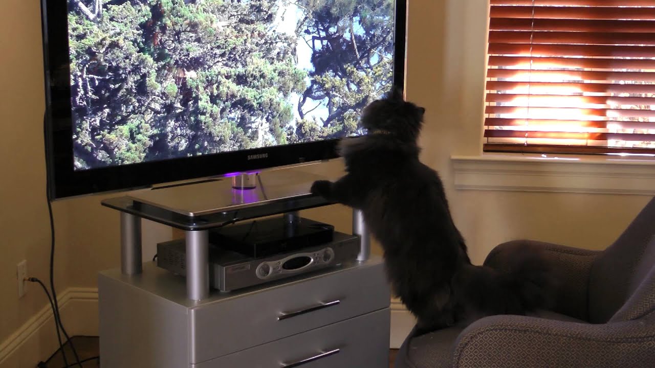 Jak kot widzi obraz w telewizorze?