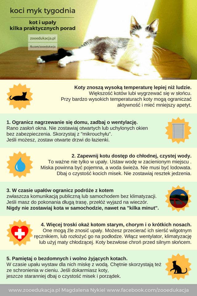 Jak koty odczuwają upały?