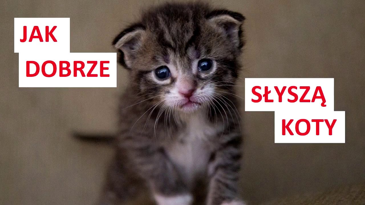 Jak koty słyszą?
