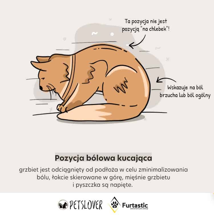 Jak leży chory kot?