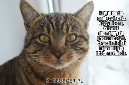 Jak mądry jest kot?