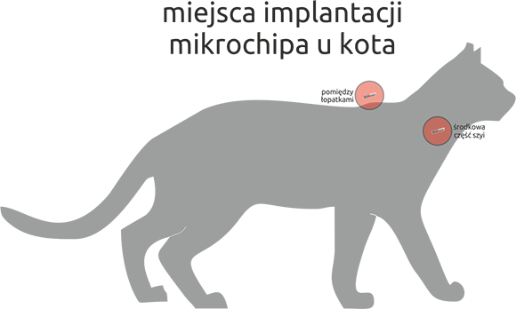 Jak namierzyć chip kota?