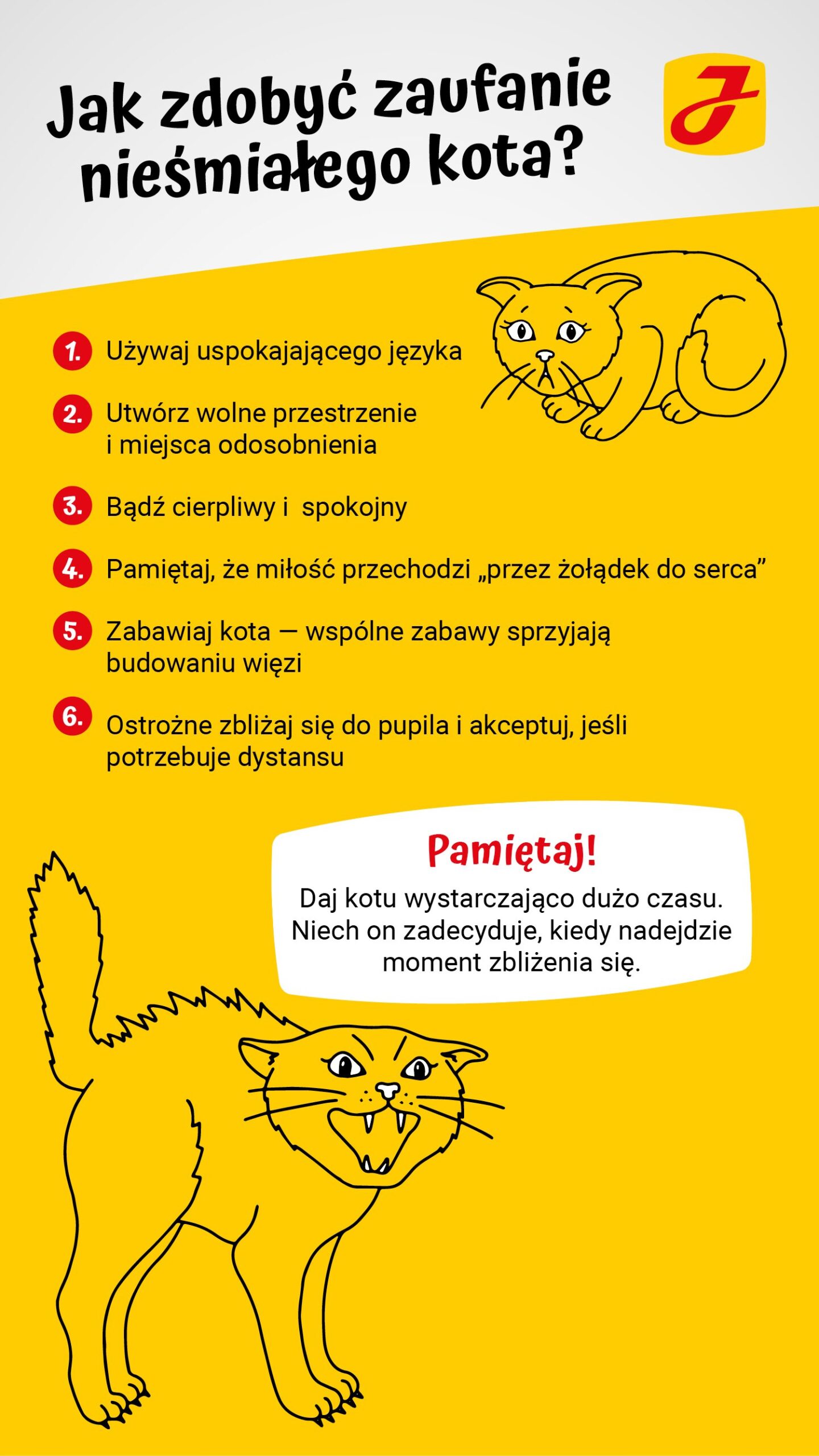 Jak odzyskać zaufanie u kota?