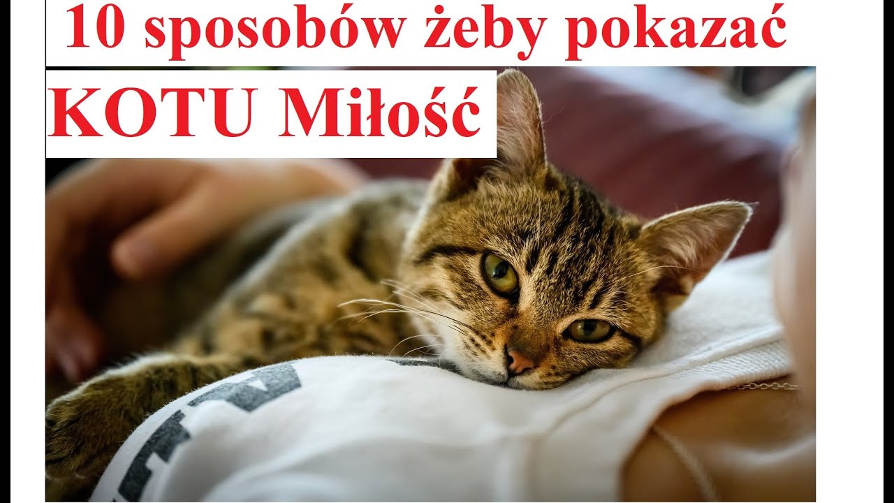Jak pokazać kotu że go kochasz?