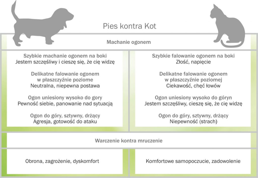 Jak pokazać kotu że nie wolno?