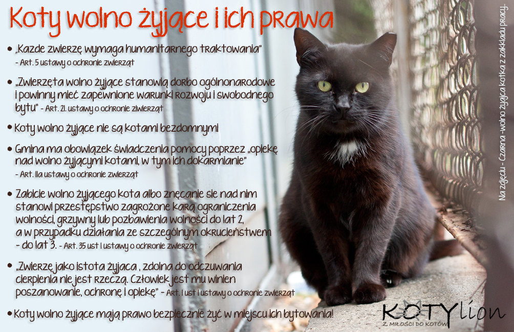 Jak pomóc kotom wolno żyjącym?