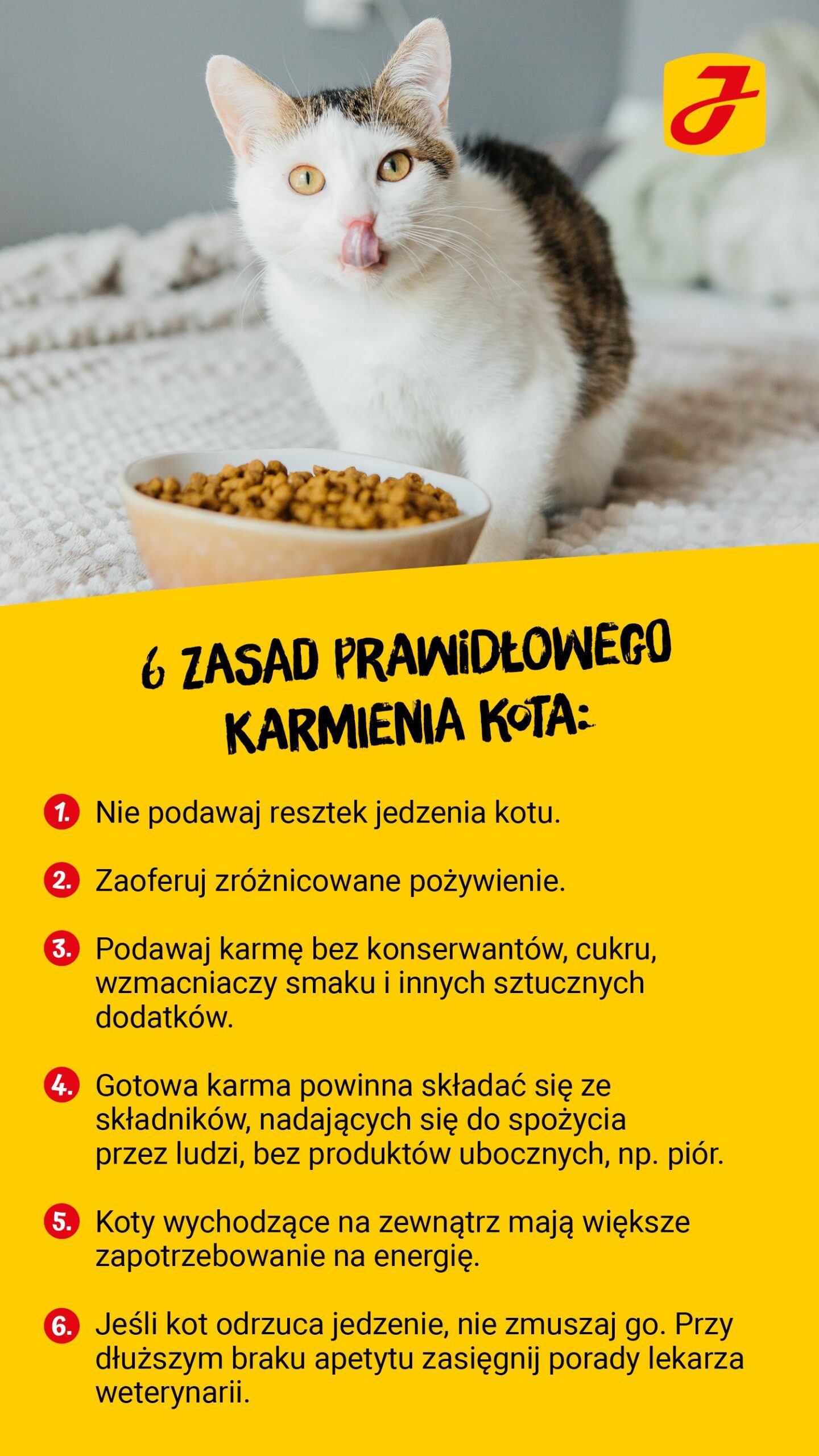 Jak powinno się karmić kota?