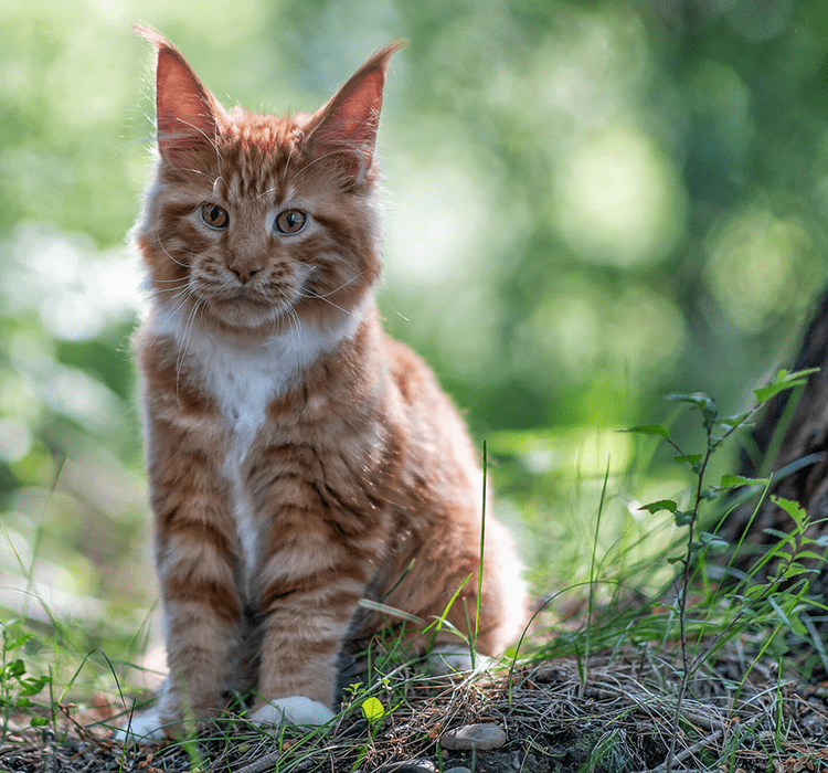 Jak przygotować mieszkanie do adopcji kota?