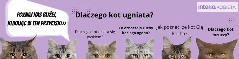 Jak przywitać się z kotem?